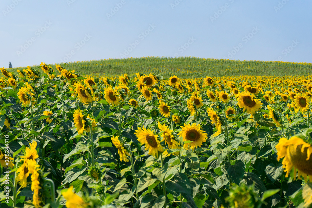Close up of sunflowers field and landscape with blue sky.