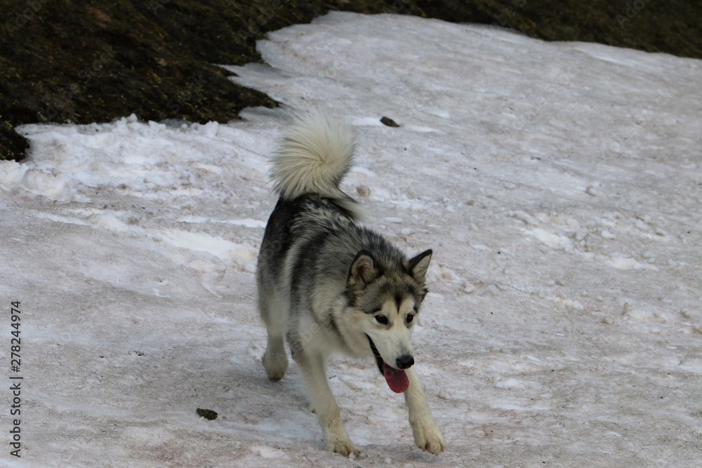 Fototapeta premium Alaskan Malamute