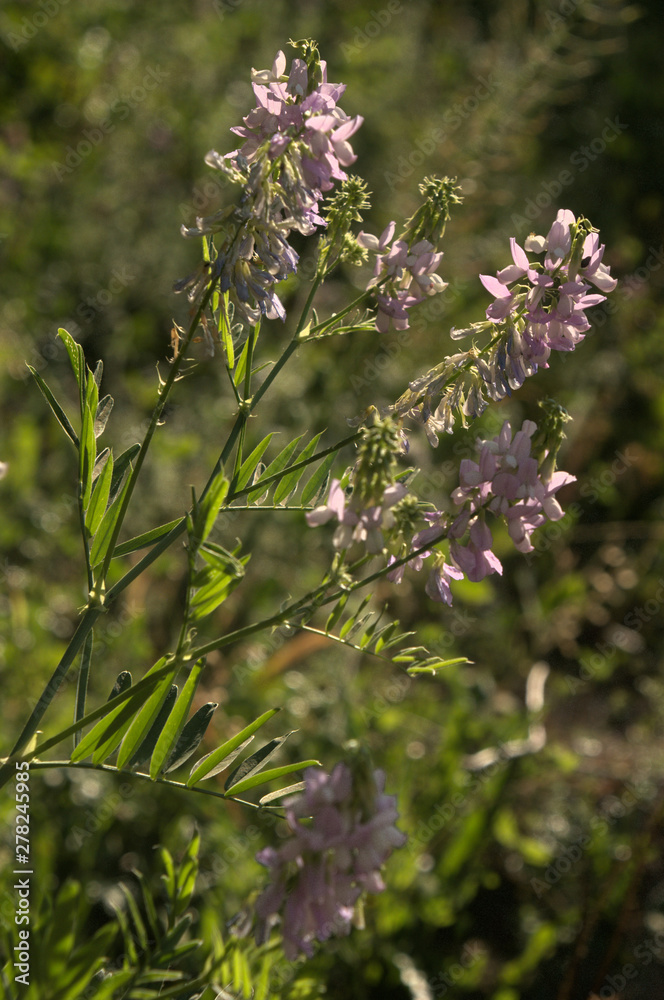 Galega officinalis; goat's rue in rural Tuscany Galega officinalis; goat's rue in rural Tuscany