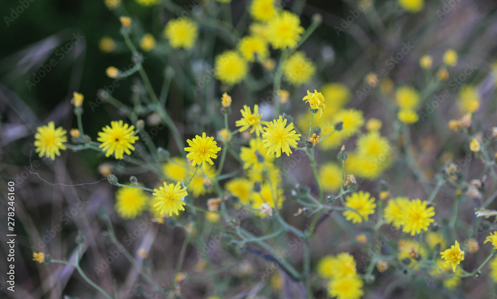Obraz premium smooth hawksbeard, Crepis capillaris, blooming in the summer season