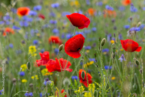 red poppy flowers in a meadow