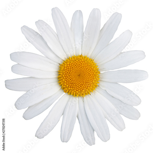 Beautiful white daisy with a yellow center. The Latin name is Matric  ria chamom  lla. Isolate on white background.