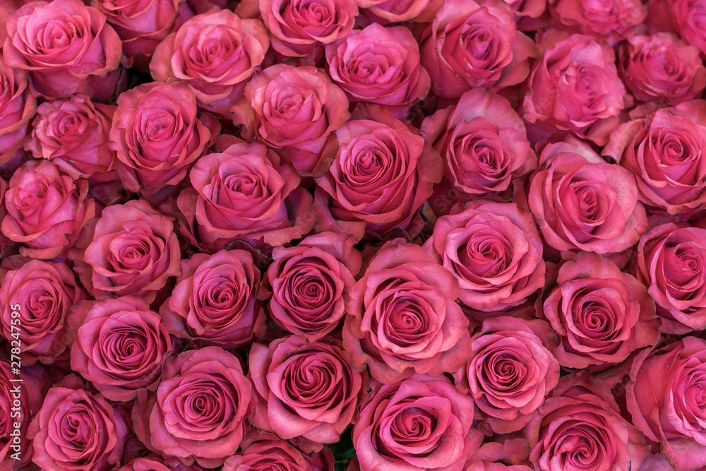 Background of pink and peach roses. Fresh pink roses. A huge bouquet of flowers. The best gift for women Background of pink and peach roses. Fresh pink roses. A huge bouquet of flowers. The best gift for women