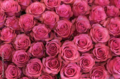 Background of pink and peach roses. Fresh pink roses. A huge bouquet of flowers. The best gift for women