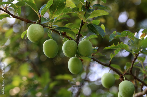 A large green plum matures on the branches