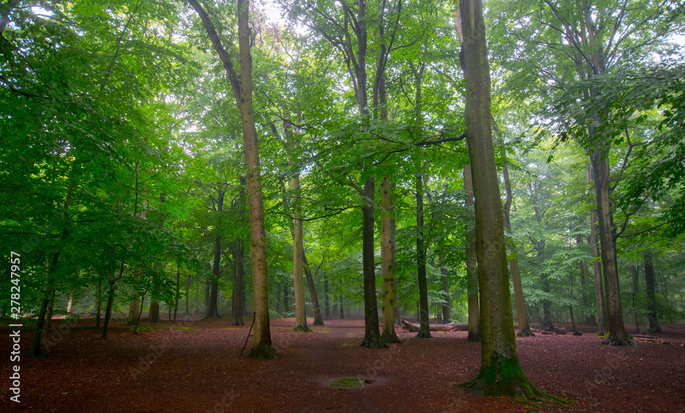 Mystischer Buchenwald bei Heiloo in Nordholland Mystischer Buchenwald bei Heiloo in Nordholland