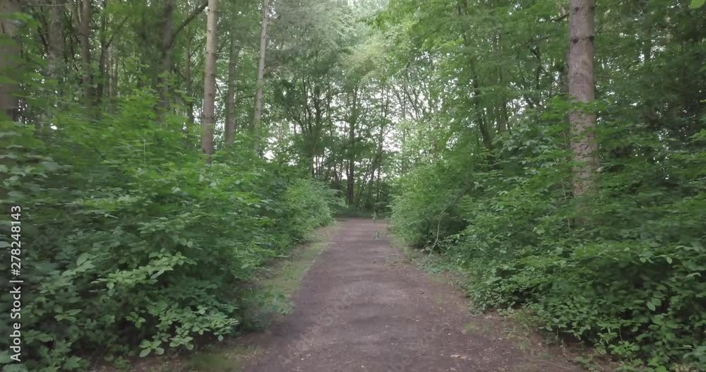DRONE FLYING IN FOREST LOW HIGHT FAST SLOW ARIAL VIEW DRONE FLYING IN FOREST LOW HIGHT FAST SLOW ARIAL VIEW