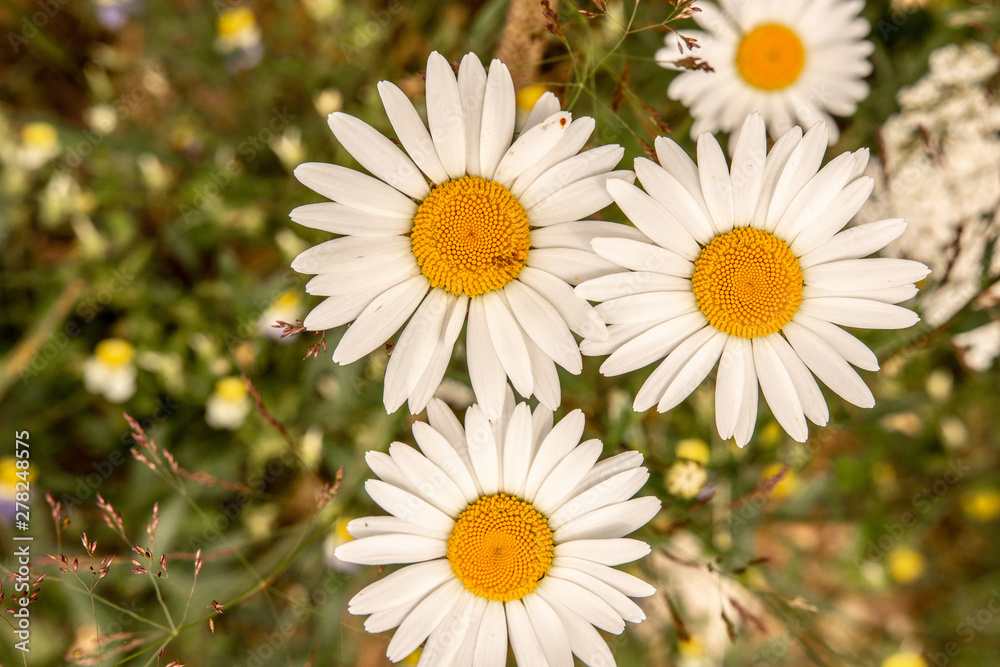 Fototapeta premium White Daisy Flowers on Green Meadow Field. Nature and Gardening Concept.