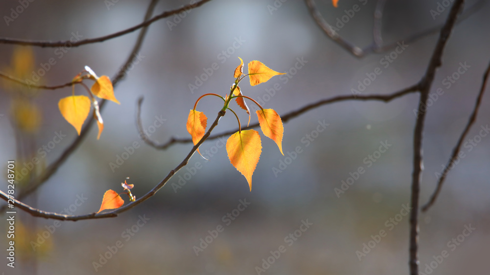 Close up shot of sweet birch leaves Close up shot of sweet birch leaves