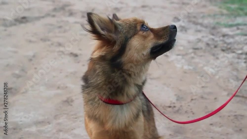 A wild dog sitting and looking around for owner in Vietnam