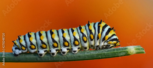 Caterpillar on Dill