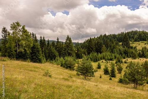 Woodland Forest Landscape. Pine Trees on Meadow. Tara National Park.