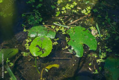 lotus leaves in water