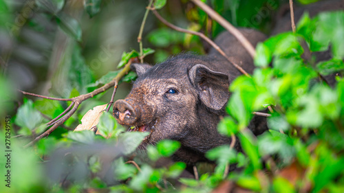 Black Boar In Jungle Forest