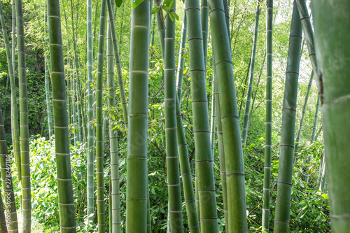 green bamboo forest in summer sunny day