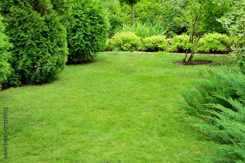 Green mowed lawn in the garden surrounded by coniferous trees