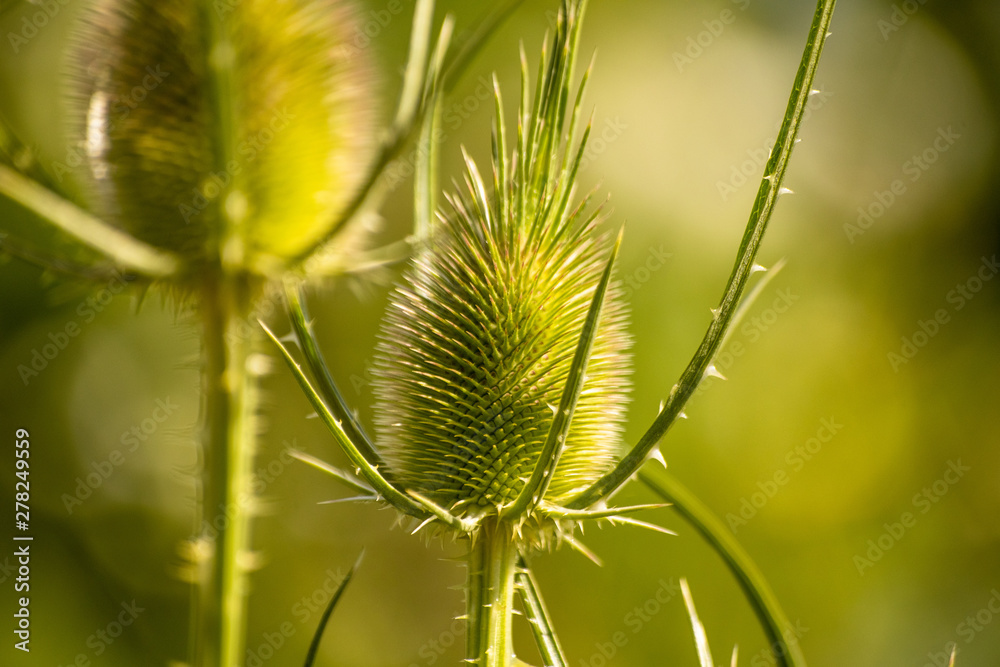 Green wild Teasel (Dipsacus fullonum) or thistle, spiky plant with thorn on a meadow Green wild Teasel (Dipsacus fullonum) or thistle, spiky plant with thorn on a meadow
