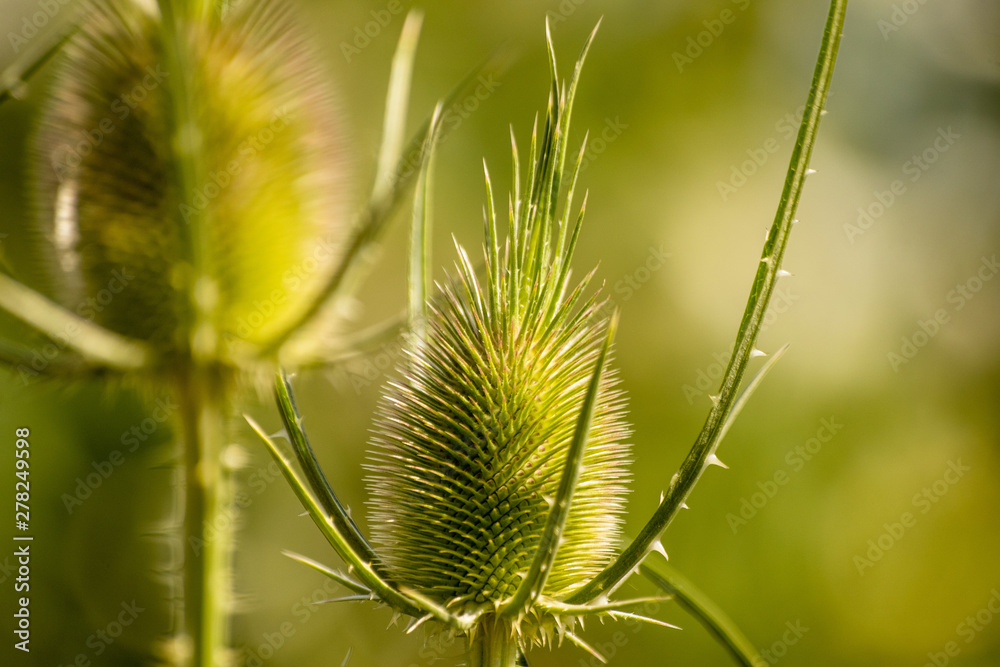 Green wild Teasel (Dipsacus fullonum) or thistle, spiky plant with thorn on a meadow Green wild Teasel (Dipsacus fullonum) or thistle, spiky plant with thorn on a meadow