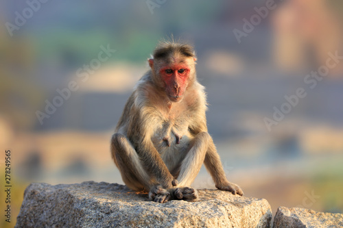 Monkey on the historic fort wall © SNEHIT PHOTO