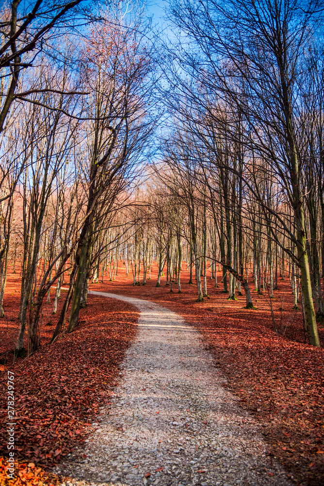 Autumn landscape in the forest