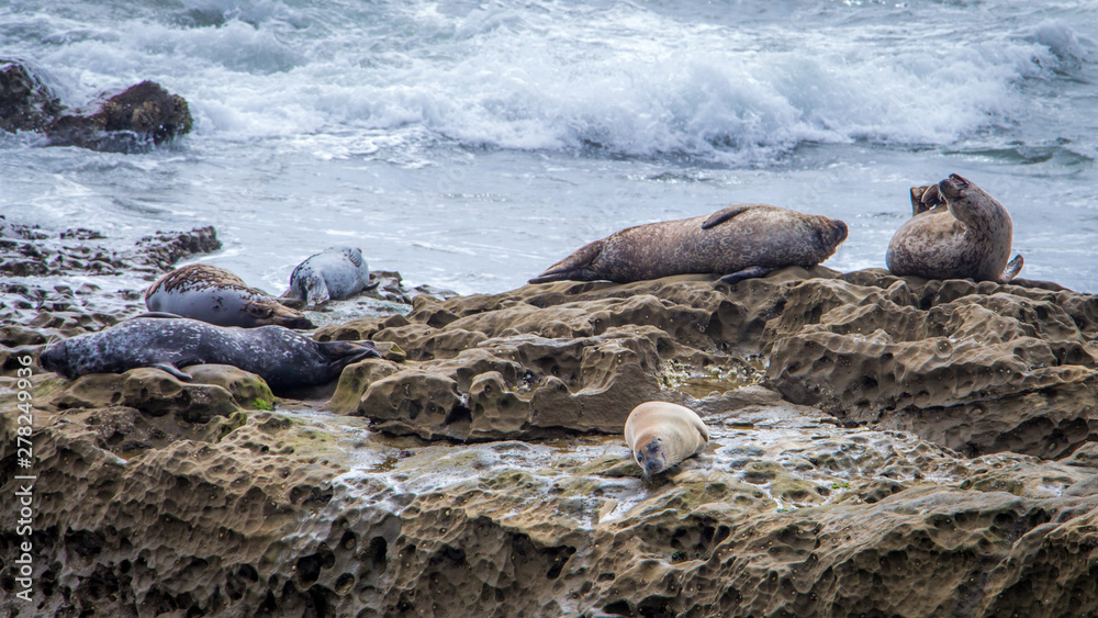 Naklejka premium Six Sea Lions Perched on a Rock by the Shore in San Diego, Napping while Waves Crash in the Background