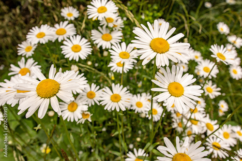 Nature and Gardening Concept. Wild White Daisy Flowers on Green Meadow.