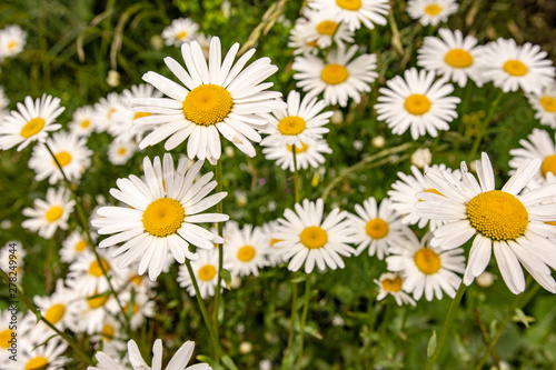 Nature and Gardening Concept. Wild White Daisy Flowers on Green Meadow.