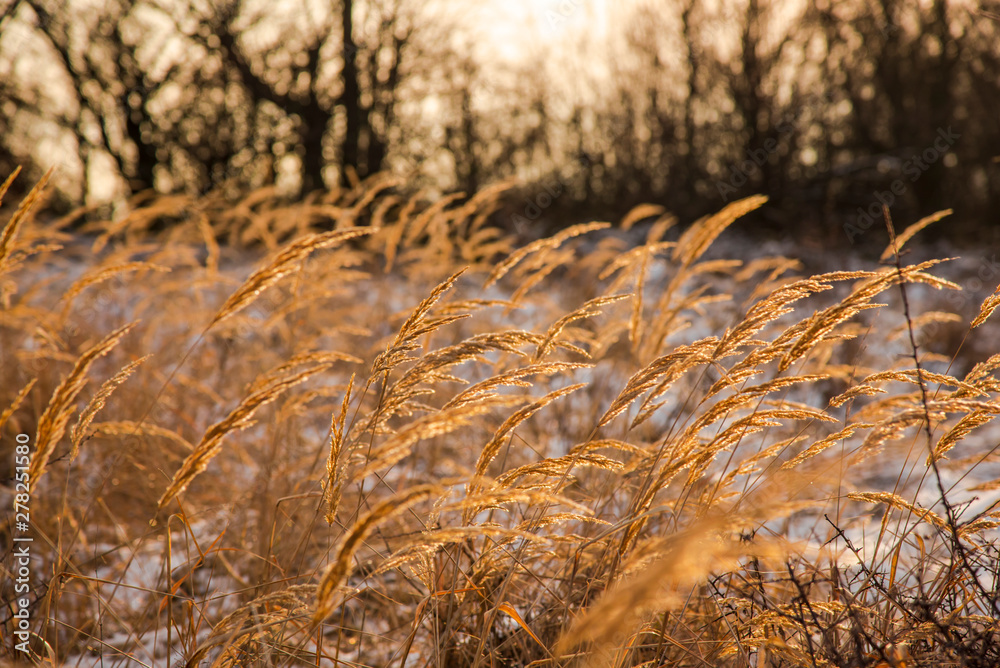 Fototapeta premium Winter landscape