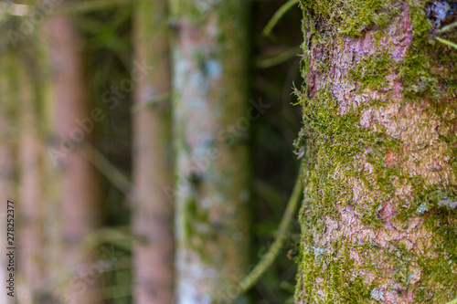 moss on tree  © Andrea