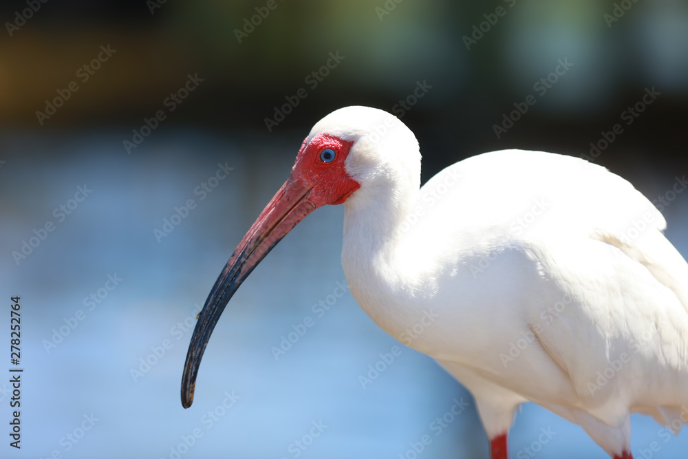 Fototapeta premium Close up shot of Painted Stork bird