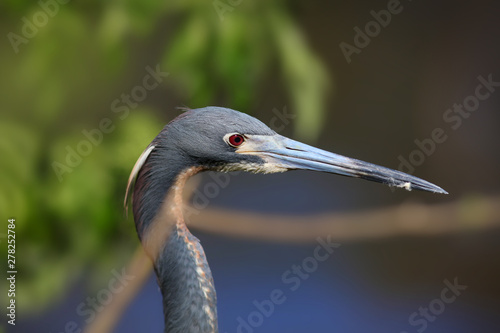 Close up shot of young Great blue heron