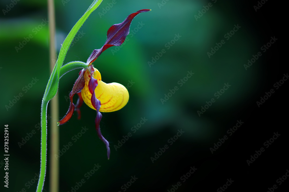 Wild orchid flower in the garden
