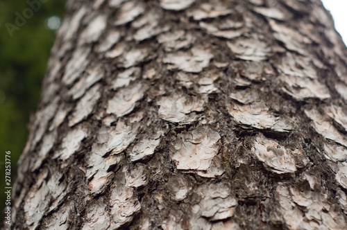 bark of a tree