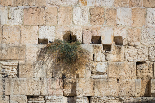 Fototapeta Naklejka Na Ścianę i Meble -  Stone blocks of the crying wall in Jerusalem 