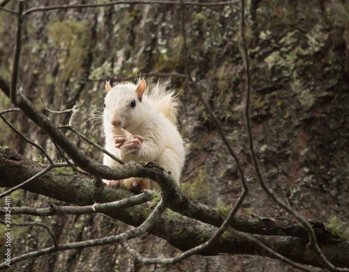 A Wild White Squirrel, Product of Genetic Mutation © kmm7553
