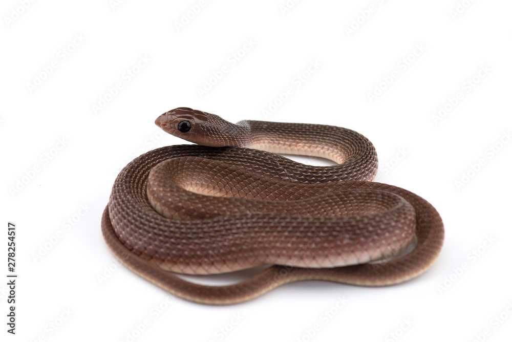 The rufous beaked snake isolated on white background The rufous beaked snake isolated on white background