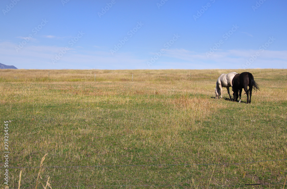 Two horses grazing in wide meadow near Yellowstone national park
