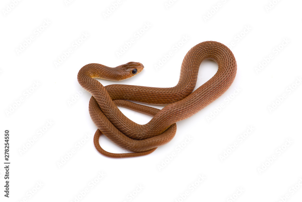 Obraz premium The rufous beaked snake isolated on white background