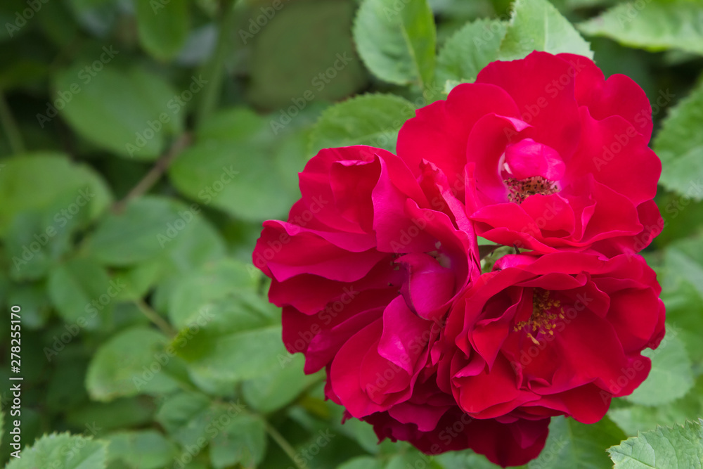 Pink rose flowers on the rose bush in the garden in summer, ready postcard, wallpaper Pink rose flowers on the rose bush in the garden in summer, ready postcard, wallpaper