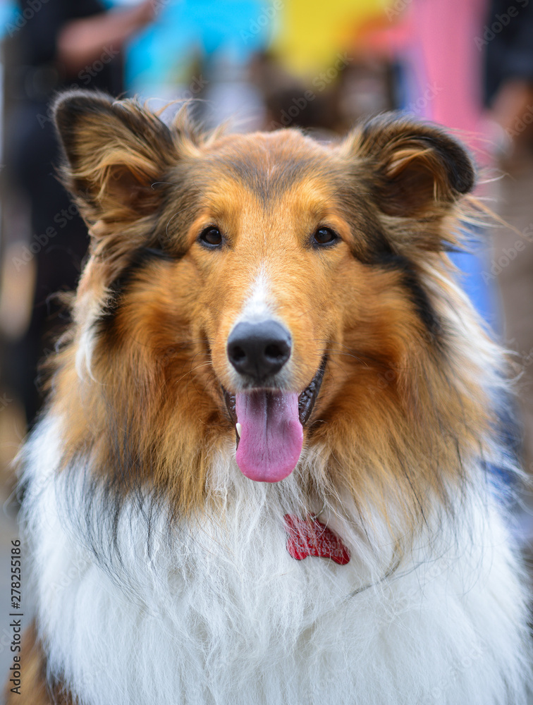 collie