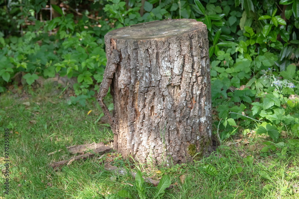 Fototapeta premium Baumstamm