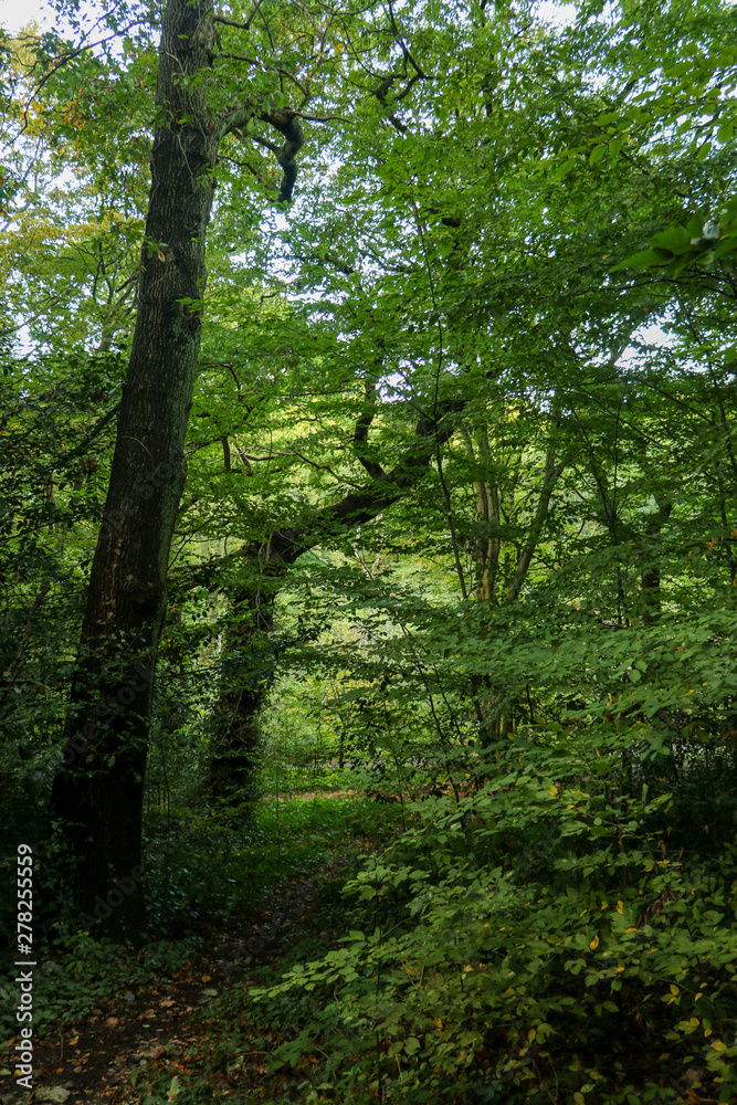 Luminous green forest with forest trail