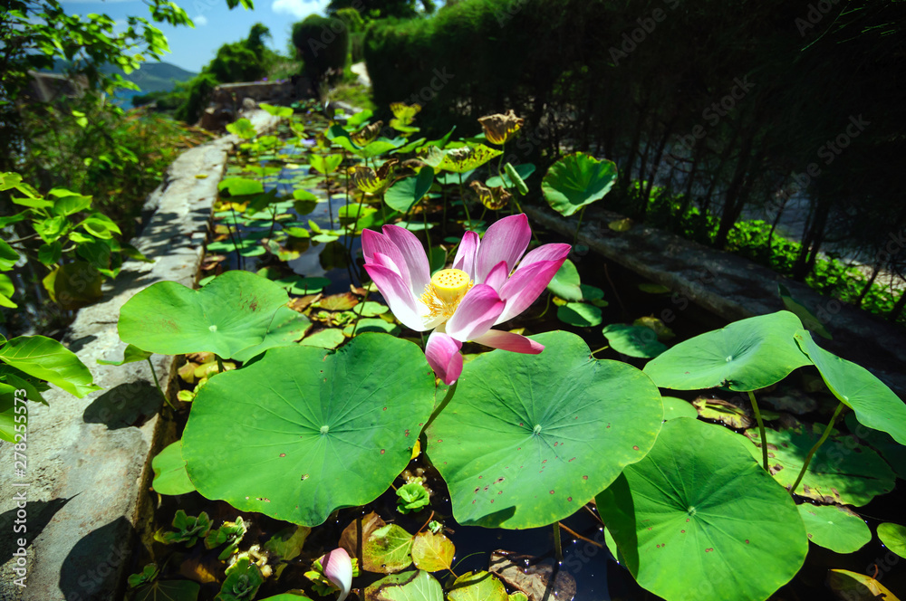 Beautiful Lotus flower in the pond park. Beautiful Lotus flower in the pond park.