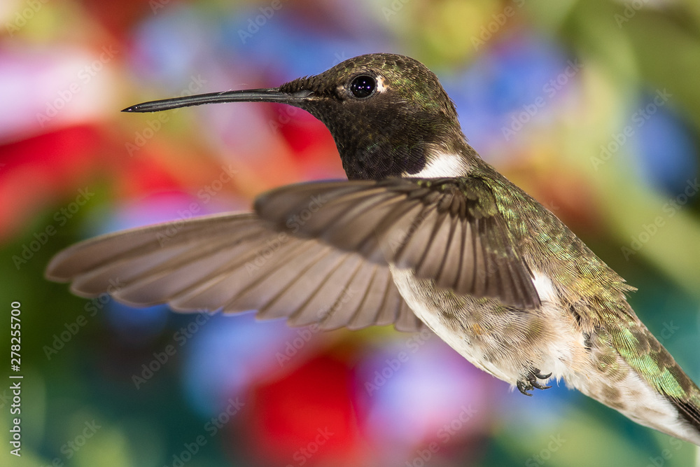 Fototapeta premium Black-Chinned Hummingbird Searching for Nectar in the Flower Garden
