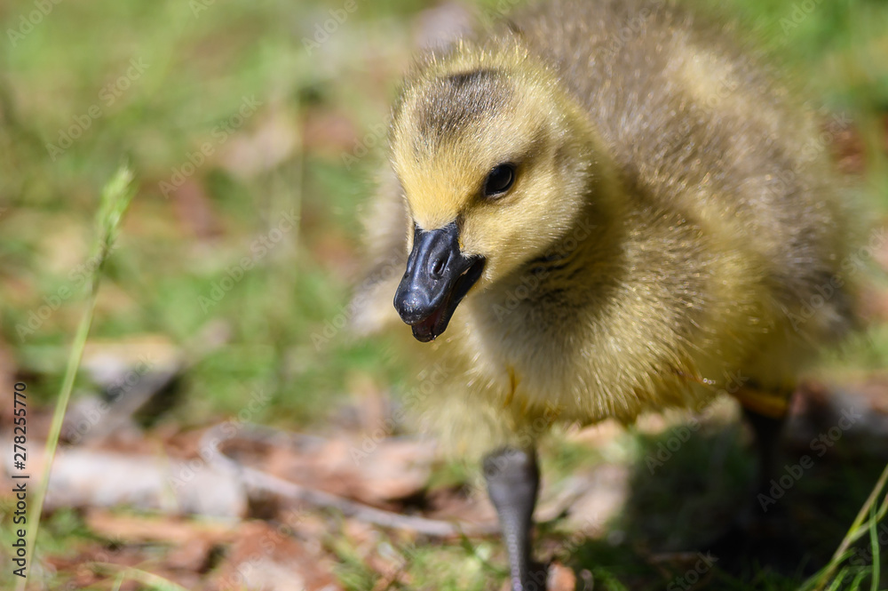 Close Profile of an Adorable Newborn Gosling Close Profile of an Adorable Newborn Gosling