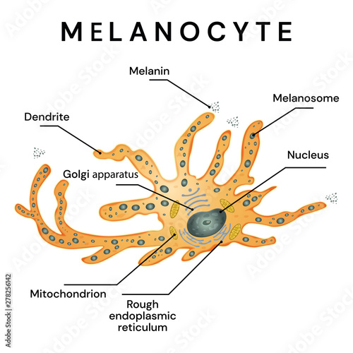 Melanocyte - melanin producing cells. Melanocyte structure. photo