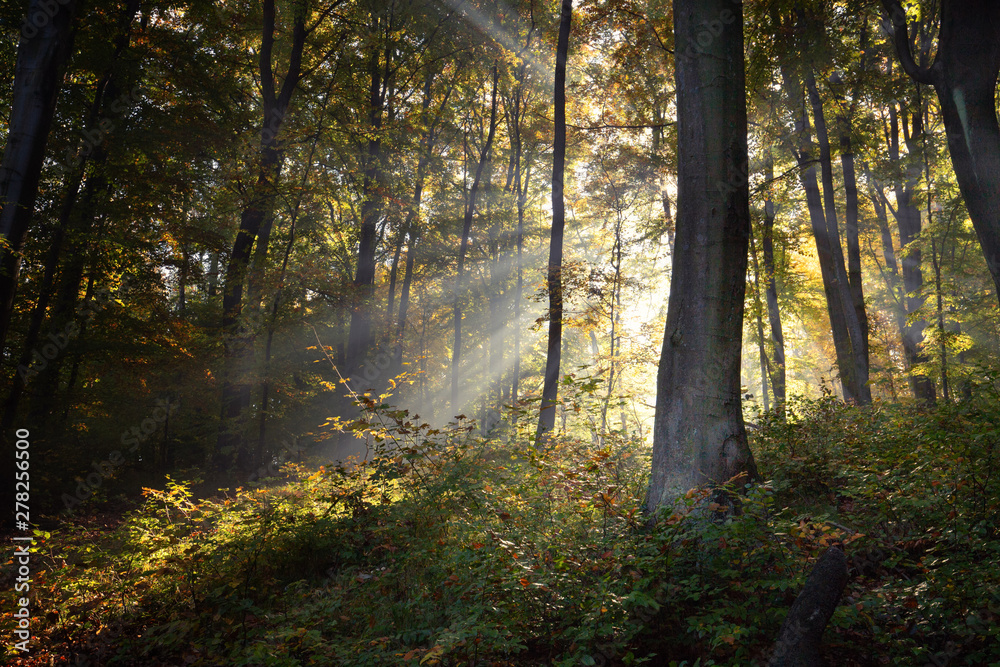 Obraz premium Autumn colors of the forest / landscape