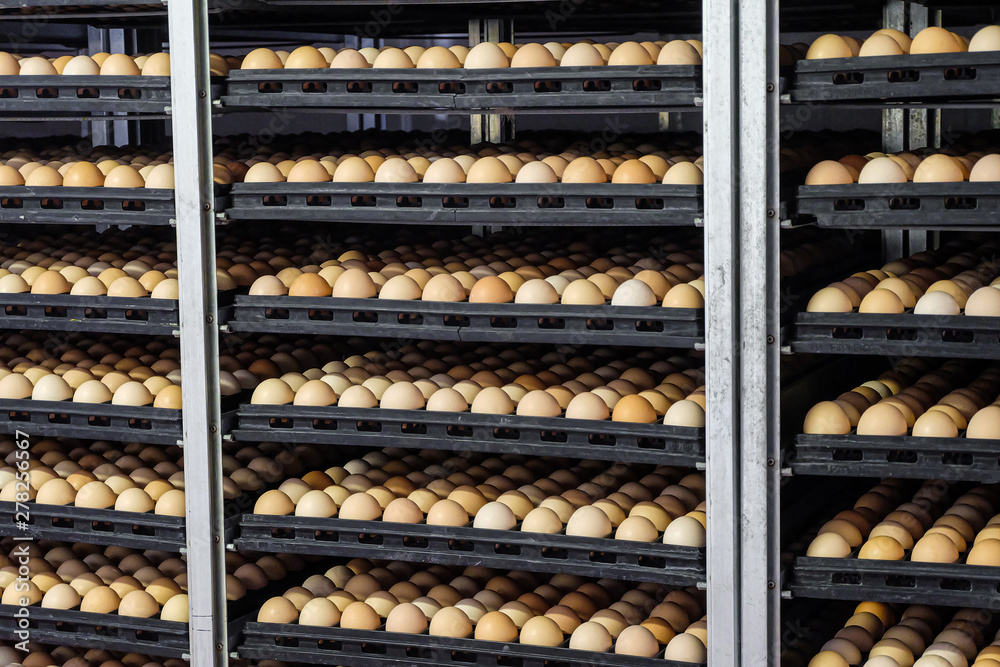 Tiered shelving with chicken eggs in a large agro-industrial incubator Tiered shelving with chicken eggs in a large agro-industrial incubator