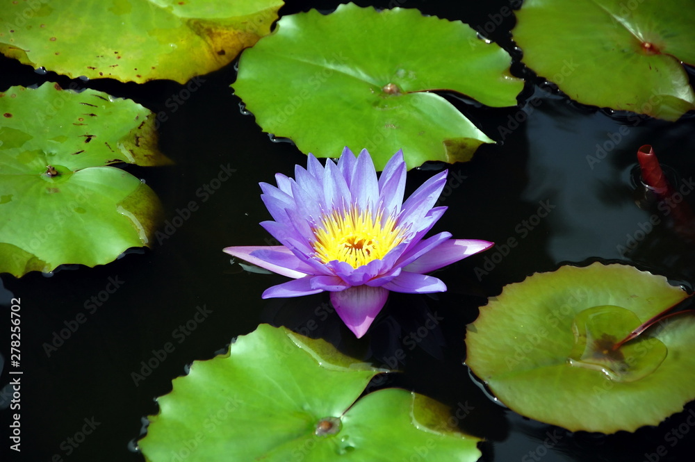 Purple lotus flower in a pond, close up Purple lotus flower in a pond, close up