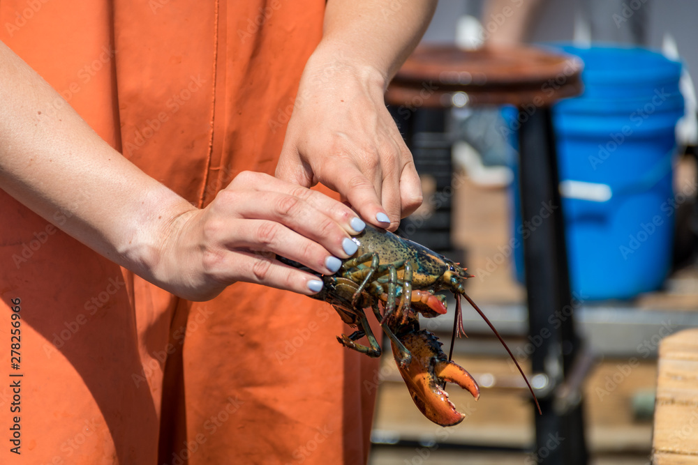 Maine Lobster Boat demo, howto catch, measure and band lobster from